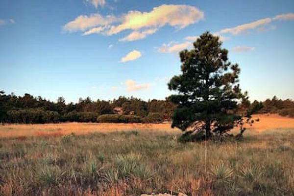 A lone tree in Ute Valley Park